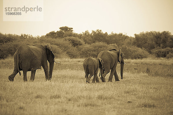 Eine Gruppe Erwachsener und ein kleinerer Elefant wandern durch Grasland.