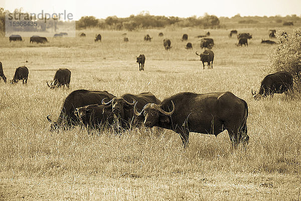 Eine Gruppe von Kapbüffeln  Syncerus caffer  in einem Wildreservat.