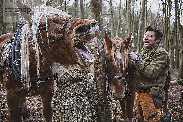 Ein Holzfäller steht in einem Waldlager mit zwei seiner Arbeitspferde und lacht  während ein Pferd wiehert.
