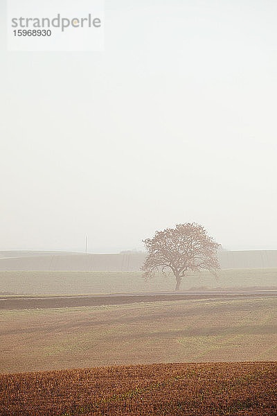 Einzelner Baum an Land gegen klaren Himmel bei Nebelwetter