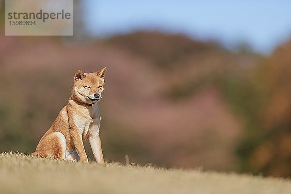 Shiba Inu