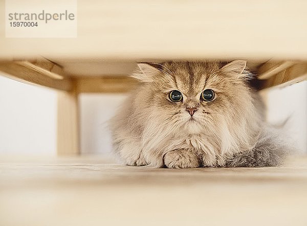 Katzenportrait zu Hause