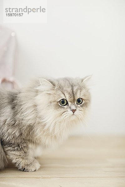 Katzenportrait zu Hause