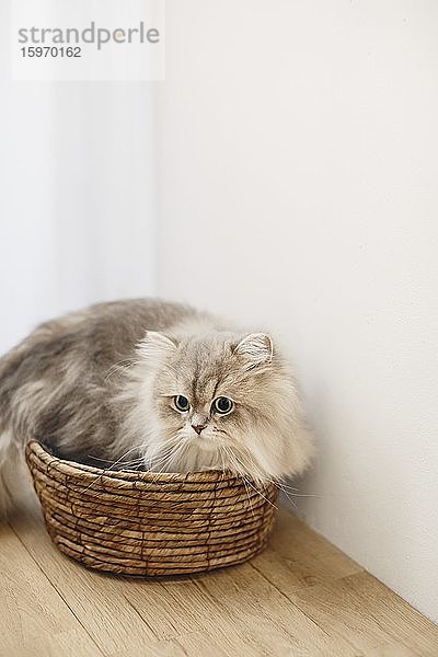 Katzenportrait zu Hause