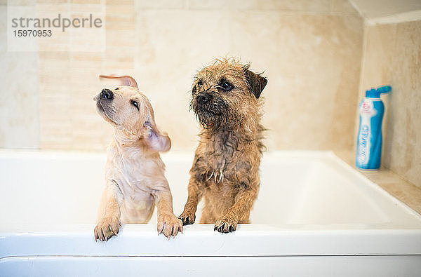 Goldener Labrador-Welpe in der Badewanne mit einem Border Terrier  Vereinigtes Königreich  Europa