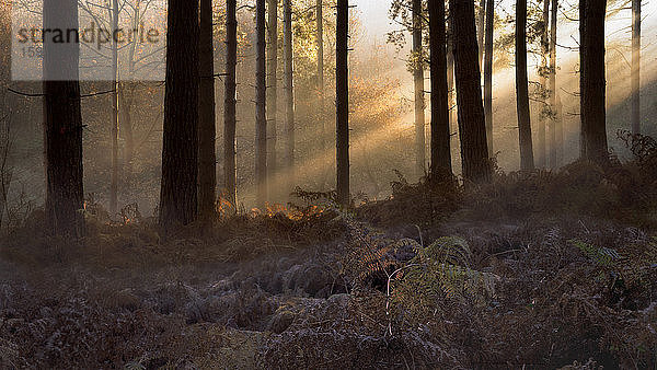 Waldmorgenlicht  Bäume und Farn mit Eisvordergrund mit Lichtstrahlen durch die Bäume  Sherwood Forest  Nottinghamshire  England  Grossbritannien  Europa