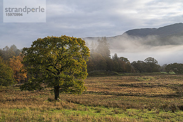 Herbstszene mit Frühnebel im Herbst  Borrowdale  Lake-District-Nationalpark  UNESCO-Weltkulturerbe  Cumbria  England  Vereinigtes Königreich  Europa