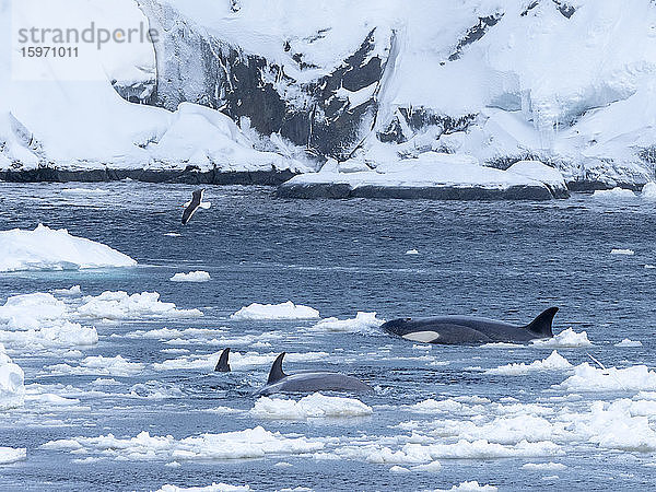 Killerwale vom Typ Big B (Orcinus orca)  die im Lemaire-Kanal  in der Antarktis und in den Polarregionen Eisschollen nach Stecknadeln absuchen