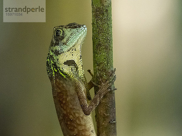 Ein erwachsenes Männchen der srilankischen Känguru-Eidechse (Otocryptis weigmani) im Sinharaja-Regenwaldreservat  Sri Lanka  Asien