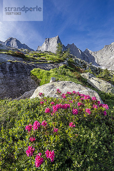 Blühende Rhododendron mit dem Pizzo Badile im Hintergrund  Bergell  Graubünden  Schweiz  Europa