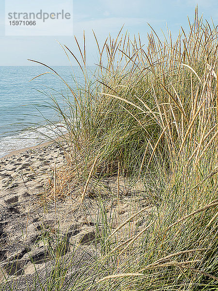 Seegräser am Strand des Michigansees  Sleeping Bear Dunes National Park  Glen Arbor  Michigan  Vereinigte Staaten von Amerika  Nordamerika