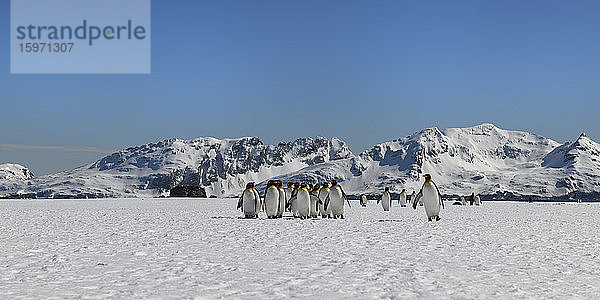 Königspinguine (Aptenodytes patagonicus) auf der schneebedeckten Salisbury-Ebene  Südgeorgien  Antarktis  Polarregionen