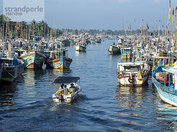 Die Fischereiflotte im Hafen in der Nähe des Fischmarktes von Negombo  Negombo  Sri Lanka  Asien