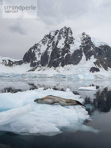 Ein erwachsener männlicher Leopardenrobbenbär (Hydrurga leptonyx)  auf Eis in der Girard Bay  Antarktis  Polarregionen  geschleppt