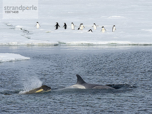 Killerwale vom Typ Big B (Orcinus orca)  die im Weddellmeer  in der Antarktis und in den Polarregionen Eisschollen nach Stecknadeln absuchen