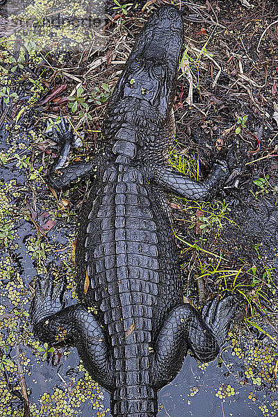 Alligator im Barataria-Sumpf  New Orleans  Louisiana  Vereinigte Staaten von Amerika  Nordamerika