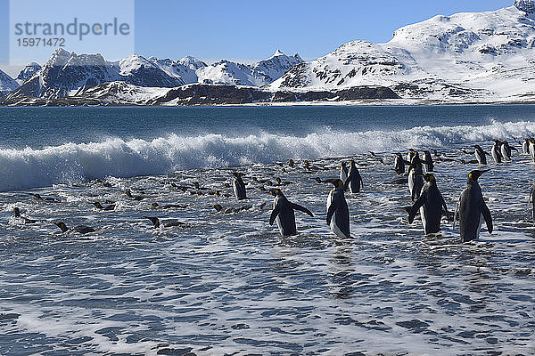 Gruppe von Königspinguinen (Aptenodytes patagonicus) beim Eintritt ins Meer  Salisbury-Ebene  Südgeorgien  Antarktis  Polarregionen