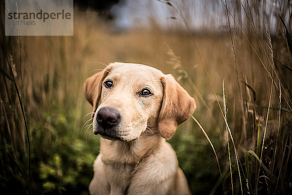 Porträt eines jungen Goldenen Labradors auf einem Feld sitzend  Vereinigtes Königreich  Europa