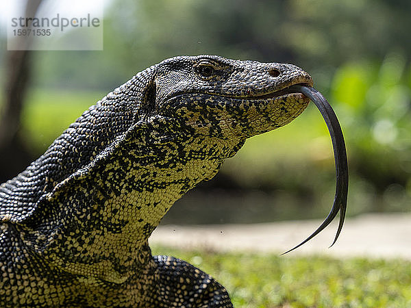 Ein ausgewachsener asiatischer Wasserwaran (Varanus salvator)  in der Nähe von Polonnaruwa  Sri Lanka  Asien