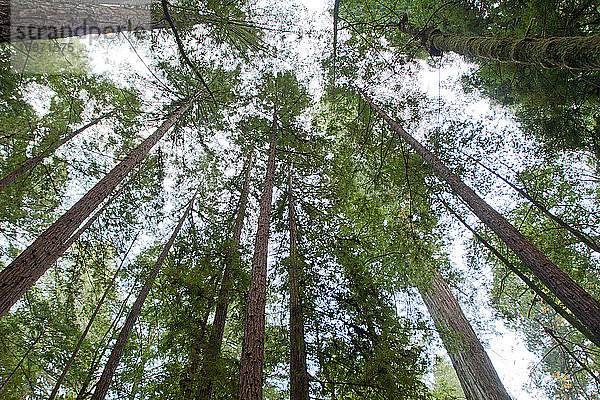 Kalifornische Mammutbäume  Armstrong Woods State Park  in der Nähe von Guerneville  Kalifornien  Vereinigte Staaten von Amerika  Nordamerika