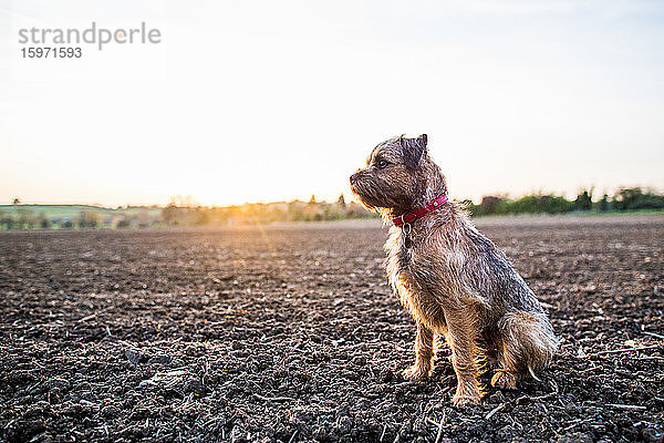 Border Terrier mit rotem Kragen bei Sonnenuntergang auf einem Feld sitzend  Vereinigtes Königreich  Europa