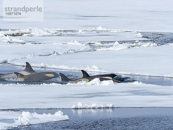 Killerwale vom Typ Big B (Orcinus orca) suchen im Weddellmeer  in der Antarktis und in den Polarregionen Eisschollen nach Stecknadeln ab