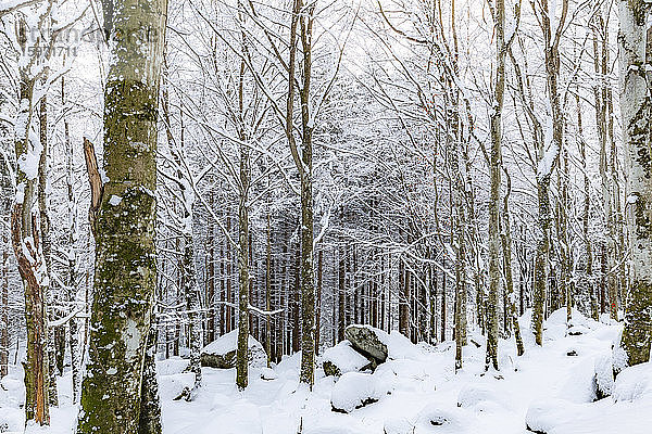 Wald von Bagni di Masino nach einem Schneefall  Bagni di Masino  Valmasino  Valtellina  Lombardei  Italien  Europa