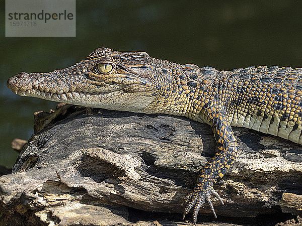 Ein junges Salzwasserkrokodil (Crocodylus porosus)  das sich am Nilwala-Fluss in der Sonne sonnt  Sri Lanka  Asien