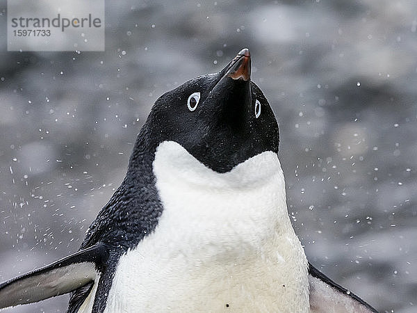 Erwachsener Adelie-Pinguin (Pygoscelis adeliae)  Krönungsinsel  Süd-Orkney-Inseln  Antarktis  Polargebiete