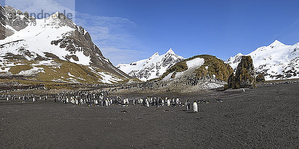 Königspinguinkolonie (Aptenodytes patagonicus) vor schneebedeckten Bergen  Rechte Walfischbucht  Südgeorgien  Antarktis  Polargebiete