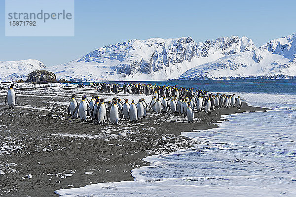 Königspinguine (Aptenodytes patagonicus) bereiten sich auf das Eindringen ins Wasser vor  Salisbury-Ebene  Insel Südgeorgien  Antarktis  Polarregionen