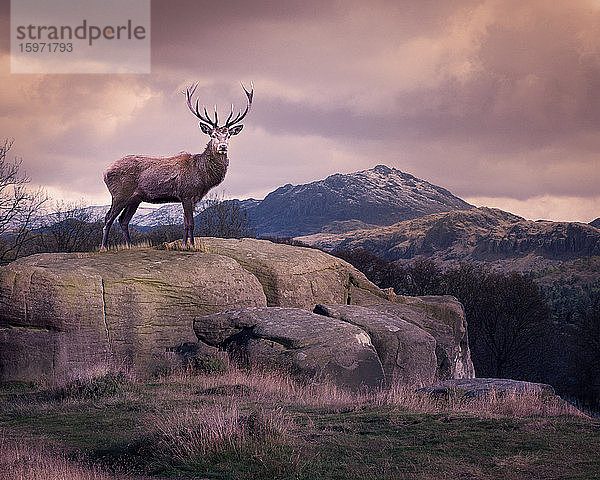 Rothirsch steht auf einem einsamen Felsen im Lake District  Cumbria  England  Vereinigtes Königreich  Europa