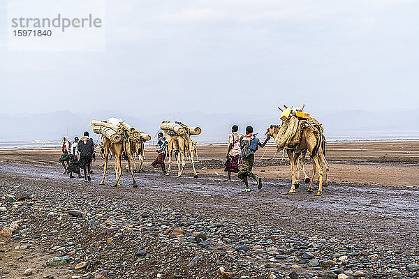 Kamelkarawane marschiert zu den Salzminen  Dallol  Danakil-Depression  Afar-Region  Äthiopien  Afrika