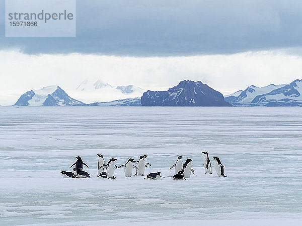 Adelie-Pinguine (Pygoscelis adeliae)  auf Festeis bei Devil Island  Weddellmeer  Antarktis  Polarregionen