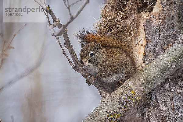 Rotes Eichhörnchen (Tamiasciurus hudsonicus) im borealen Wald im Winter  Elk Island National Park  Alberta  Kanada  Nordamerika