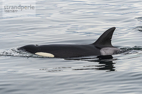 Killerwale (Orca) (Orcinus orca)  San-Juan-Inseln  Bundesstaat Washington  Vereinigte Staaten von Amerika  Nordamerika