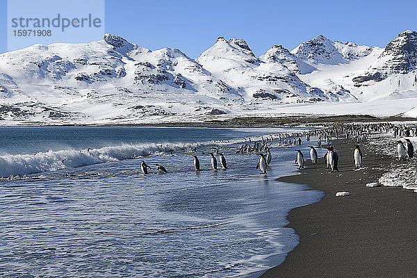 Königspinguine (Aptenodytes patagonicus) beim Ein- und Auslaufen aus dem Meer  Salisbury-Ebene  Südgeorgien  Antarktis  Polargebiete