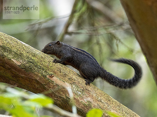 Ein erwachsenes Layard-Streifenhörnchen (Funambulus layardi) im Sinharaja-Regenwaldreservat  Sri Lanka  Asien