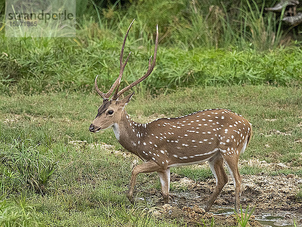 Ein männlicher Hirsch aus Sri Lanka (Axis axis ceylonensis)  Wilpattu-Nationalpark  Sri Lanka  Asien