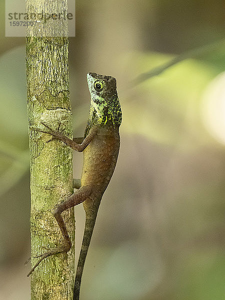 Ein erwachsenes Männchen der srilankischen Känguru-Eidechse (Otocryptis weigmani) im Sinharaja-Regenwaldreservat  Sri Lanka  Asien