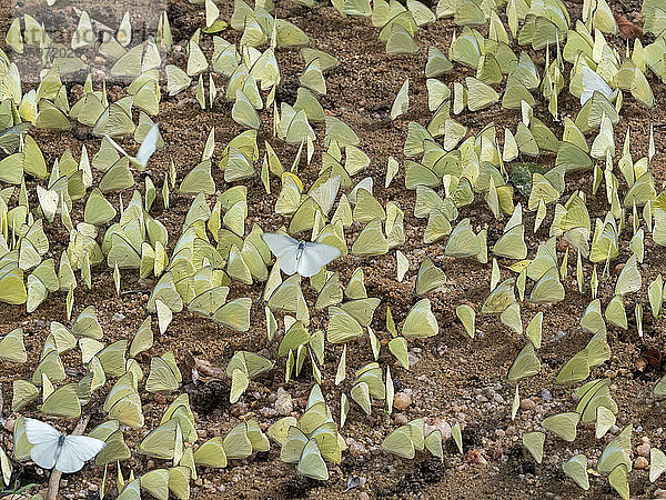 Eine Sammlung von Zitronen-Emigrantenschmetterlingen (Catopsilia pomona)  Yala-Nationalpark  Sri Lanka  Asien