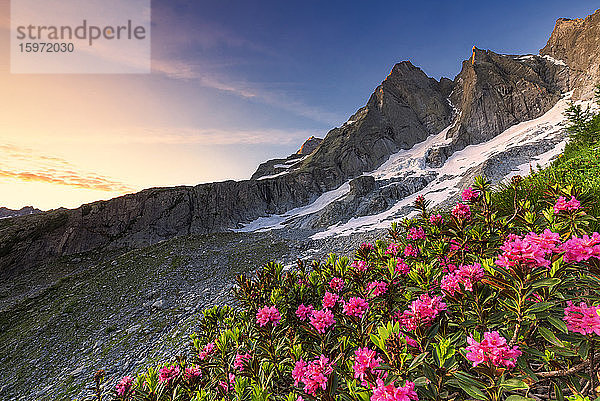 Blühende Rhododendren mit dem berühmten Pizzo Badile im Hintergrund bei Sonnenaufgang  Bergell  Graubünden  Schweiz  Europa