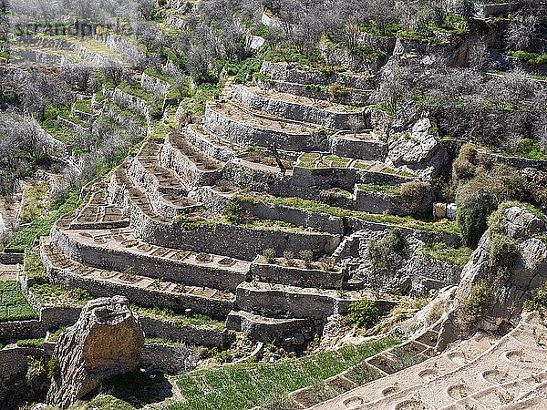 Terrassengärten säumen die Klippen in der Nähe traditioneller Dörfer auf dem Sayq-Plateau  Sultanat Oman  Naher Osten
