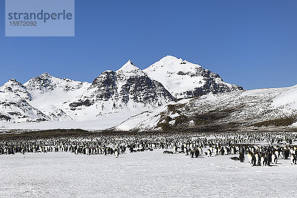 Königspinguinkolonie (Aptenodytes patagonicus) und dahinter schneebedeckte Berge  Salisbury-Ebene  Südgeorgien-Insel  Antarktis  Polarregionen