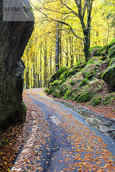 Strasse im Wald von Bagni di Masino im Herbst  Valmasino  Valtellina  Lombardei  Italien  Europa
