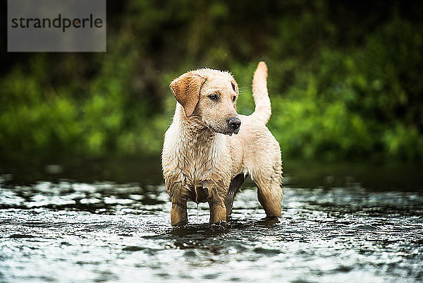 Goldener Labrador steht in einem seichten Fluss und schaut von der Kamera weg  Vereinigtes Königreich  Europa
