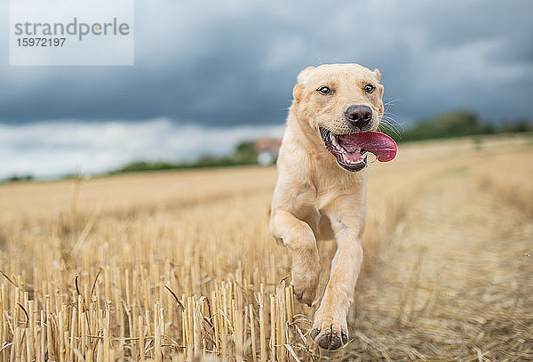 Junger Labrador läuft durch ein Weizenfeld  Vereinigtes Königreich  Europa