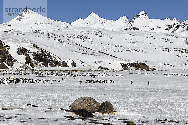 Südliche See-Elefantenrobbe (Mirounga leonina) Weibchen und Jungtier auf Schnee  Königspinguine dahinter  Salisbury-Ebenen  Südgeorgien  Antarktis  Polarregionen