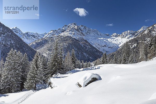 Winterlandschaft nach Schneefall mit Blick auf die Gruppe der Disgrazia  Chiareggio  Valmalenco  Valtellina  Lombardei  Italien  Europa