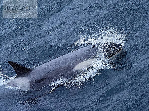 Killerwale vom Typ Big B (Orcinus orca)  Spezialisten in der Nähe der Yalour-Inseln  Antarktis  Polarregionen